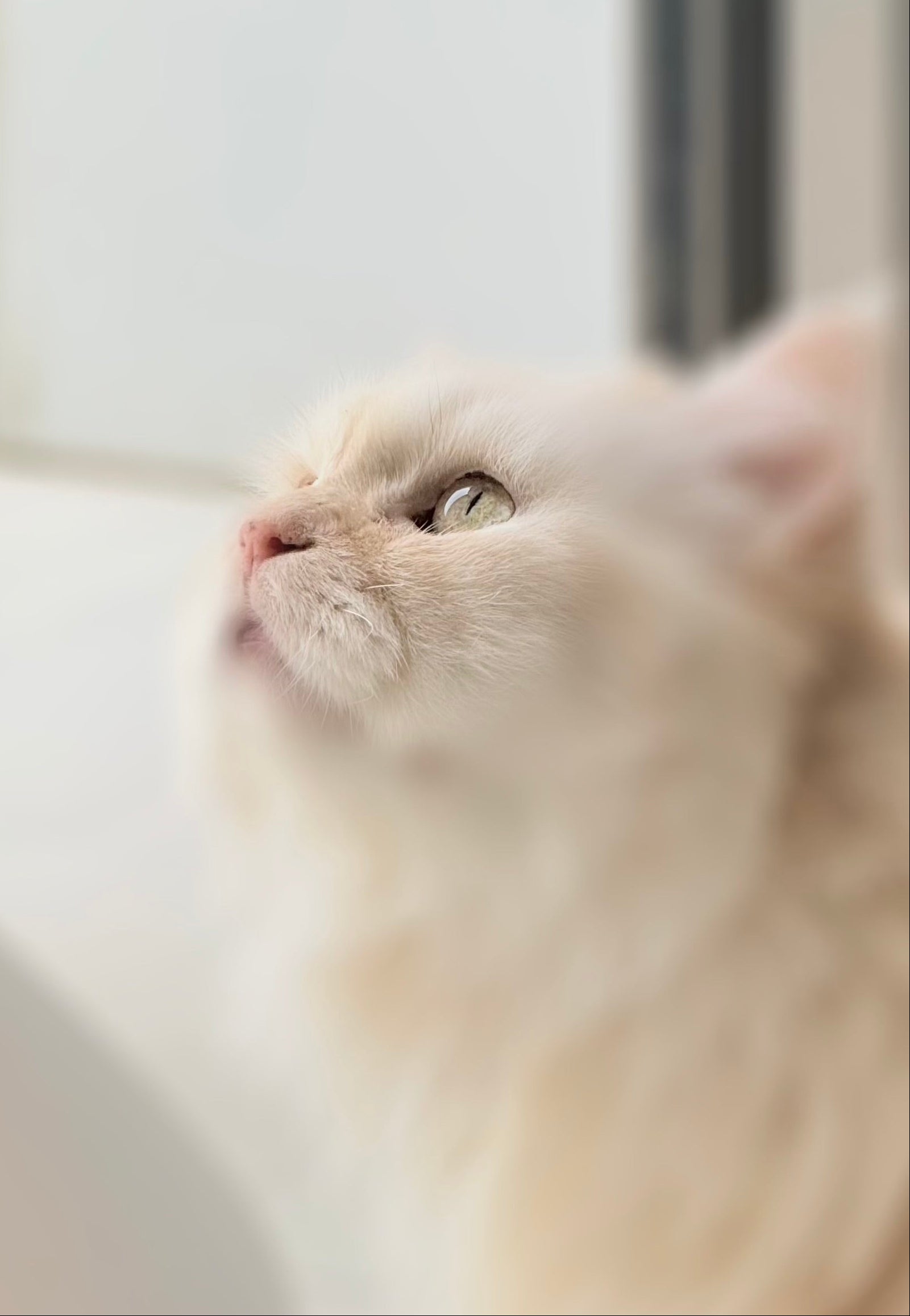 Senior cats 11 to 14 years old